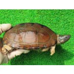 画像: パイドクサガメ７　ＳＡＬＥ！