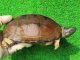 画像: パイドクサガメ７　ＳＡＬＥ！