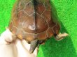 画像7: パイドクサガメ７　ＳＡＬＥ！