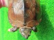 画像6: パイドクサガメ７　ＳＡＬＥ！