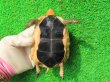 画像11: チュウゴクセマルハコガメ27