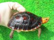 画像1: チュウゴクセマルハコガメ27