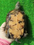 画像12: キャリコクサガメ８　ＳＡＬＥ！