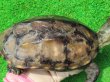 画像5: キャリコクサガメ８　ＳＡＬＥ！