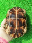 画像12: パイドクサガメ７　ＳＡＬＥ！