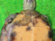 画像10: キャリコクサガメ８　ＳＡＬＥ！