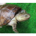 画像: クリイロハコヨコクビガメ　ＳＡＬＥ！ 1,000円OFF