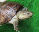画像: クリイロハコヨコクビガメ　ＳＡＬＥ！ 1,000円OFF