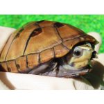 画像: ミスジドロガメ22　ＳＡＬＥ！4,000円OFF