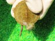 画像5: クレフトマゲクビガメ３