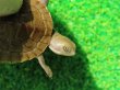 画像3: クレフトマゲクビガメ１