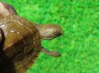 画像4: クレフトマゲクビガメ１