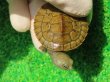 画像6: クレフトマゲクビガメ２