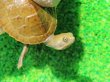 画像3: クレフトマゲクビガメ３