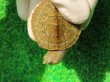 画像6: クレフトマゲクビガメ４
