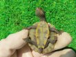 画像8: クレフトマゲクビガメ２