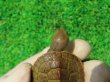 画像5: クレフトマゲクビガメ４