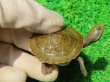 画像1: クレフトマゲクビガメ３