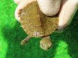 画像7: クレフトマゲクビガメ１