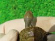 画像6: クレフトマゲクビガメ１