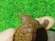 画像5: クレフトマゲクビガメ２