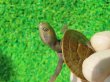 画像4: クレフトマゲクビガメ３
