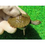 画像: クレフトマゲクビガメ１