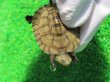 画像4: ヤエヤマイシガメ５（西表島産）