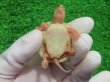 画像10: Ｔ-アルビノクサガメ45