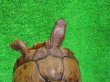 画像4: ミツユビハコガメペア