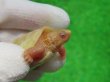 画像4: Ｔ-アルビノクサガメ45