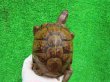画像2: ミツユビハコガメペア