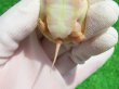 画像11: Ｔ-パステルアルビノクサガメ46　ＳＡＬＥ！