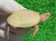 画像: Ｔ-アルビノクサガメ48　ＳＡＬＥ！