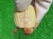 画像7: Ｔ-パステルアルビノクサガメ46　ＳＡＬＥ！
