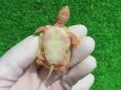 画像12: Ｔ-パステルアルビノクサガメ46　ＳＡＬＥ！