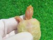 画像6: Ｔ-パステルアルビノクサガメ46　ＳＡＬＥ！