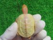 画像2: Ｔ-パステルアルビノクサガメ46　ＳＡＬＥ！