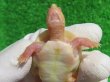 画像10: Ｔ-パステルアルビノクサガメ46　ＳＡＬＥ！