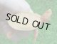 画像: Ｔ-パステルアルビノクサガメ46　ＳＡＬＥ！