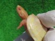 画像5: Ｔ-パステルアルビノクサガメ46　ＳＡＬＥ！