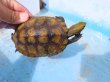 画像13: ニホンイシガメトリオ13