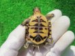 画像11: ミツユビハコガメ14
