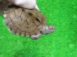 画像3: ミシシッピチズガメ４
