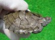 画像1: ミシシッピチズガメ４