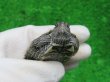 画像6: ミシシッピチズガメ４