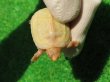 画像5: Ｔ-アルビノクサガメ66