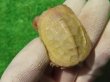 画像7: Ｔ-アルビノクサガメ64