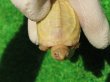 画像5: Ｔ-アルビノクサガメ64