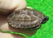 画像1: アザンティッククサガメ８